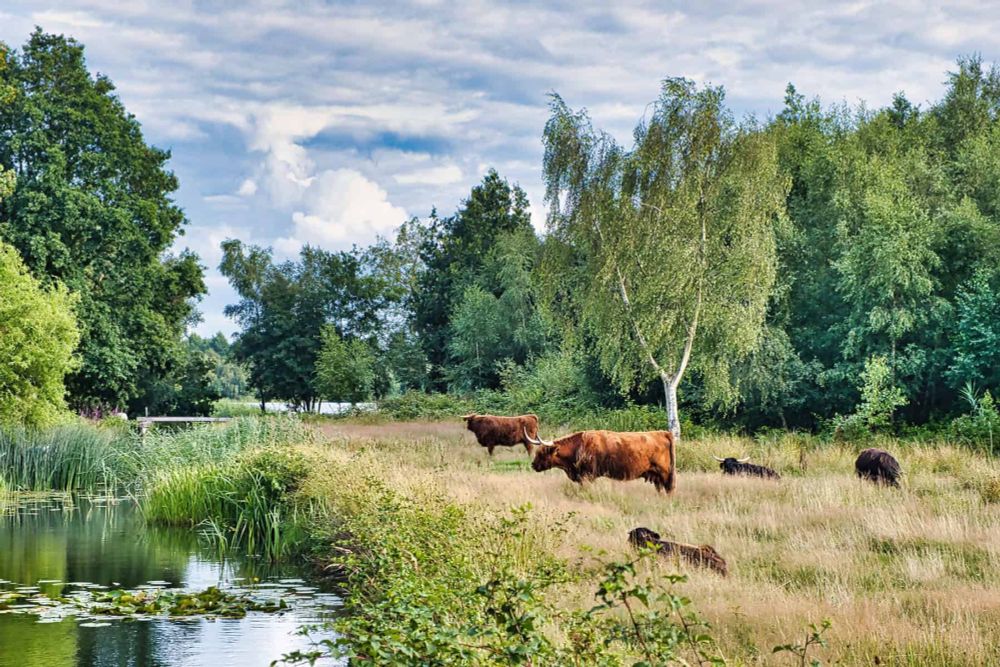 EU Approves €700M Dutch Scheme for Voluntary Closure of Livestock Farms - vegconomist - the vegan business magazine