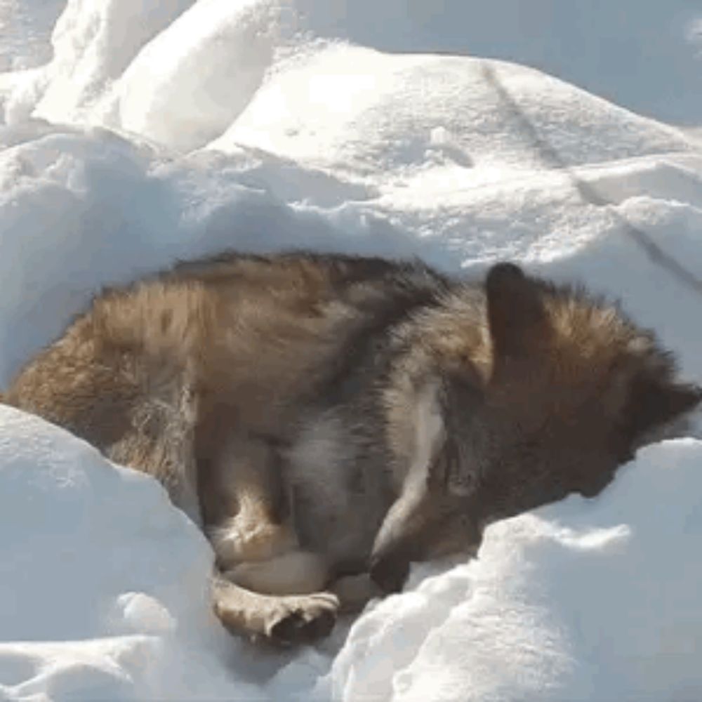 a wolf is sleeping in the snow in a pile .