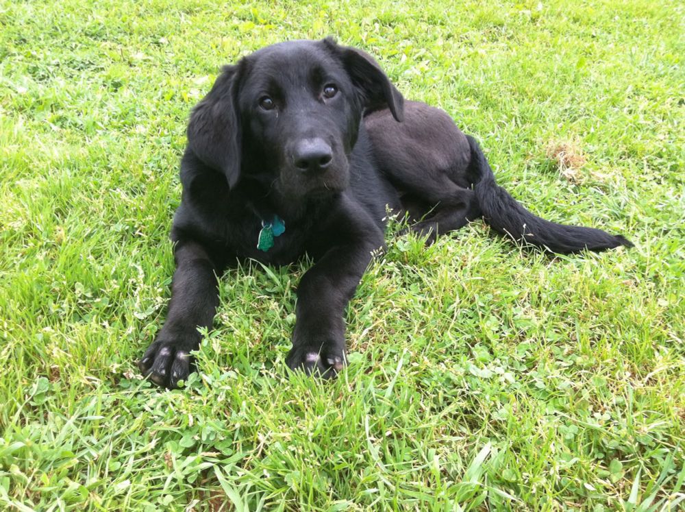 A black puppy sits in a field of grass
