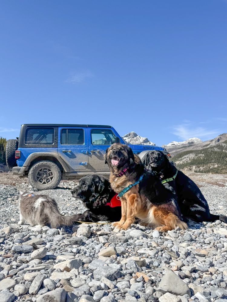 Three dogs pose on rocks in front of a Jeep wrangler. A grey and white cat walks away from the camera toward the Jeep, Mountains and forest are visible behind them