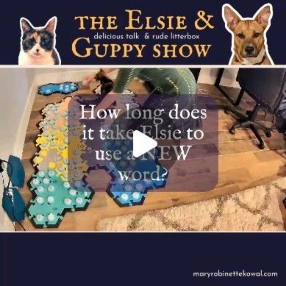 Elsie on Instagram: "My cat regularly blows my mind. I deliberately didn't speed this one up because I want you to see how fast it really is.

I had been modeling the word NEW to Elsie for a couple of...