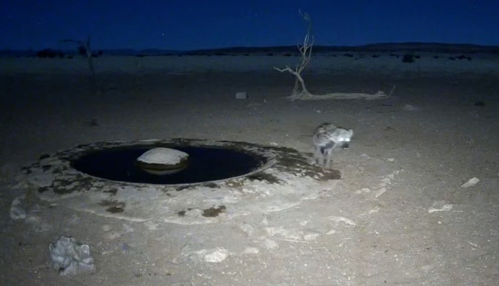 hyena at the watering hole