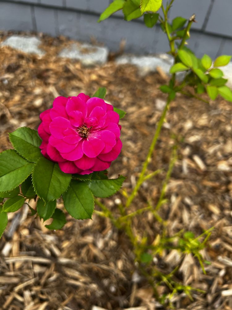 Close up shot of purple-pink rose in front of grey house with mulch below.