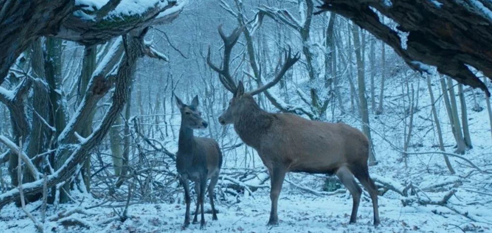 A stag and doe stand together in a wintry forest. The image -- a still from the film ON BODY AND SOUL -- has a slight blue tint.