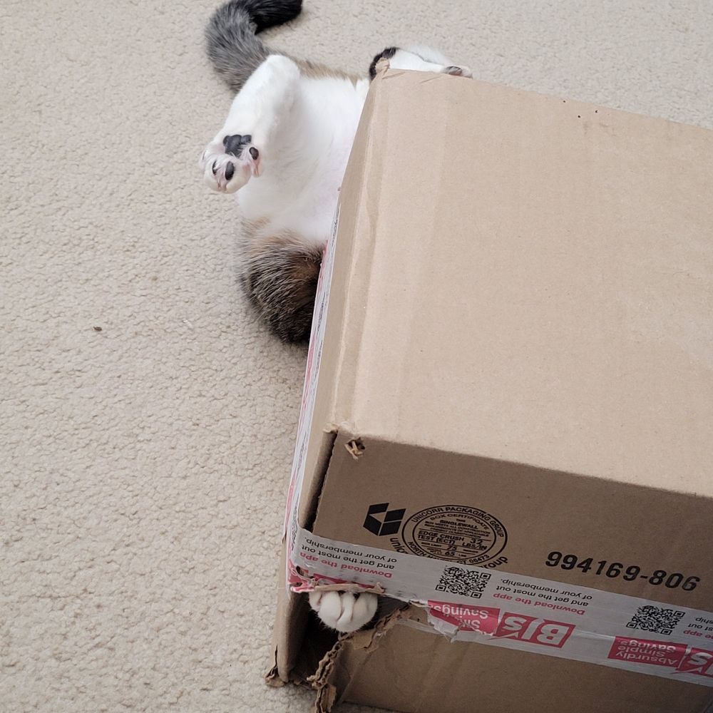 A tabby and white cat is belly up but you cannot see his face. His white paws are coming through a hole in the box. His back paws are up and you can see his chubby belly. 