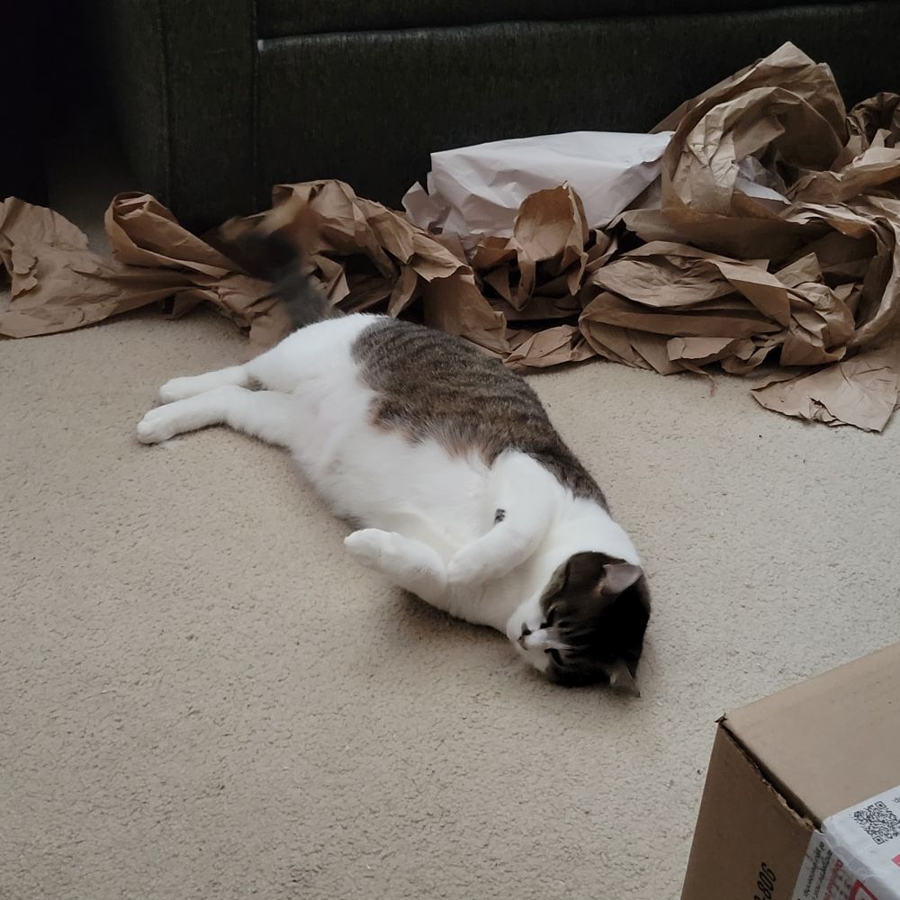 A tabby and white cat plopped on his side trying to look ridiculous/pathetic. (He's fine, he just does this after eating and while playing for attention even while getting attention.)