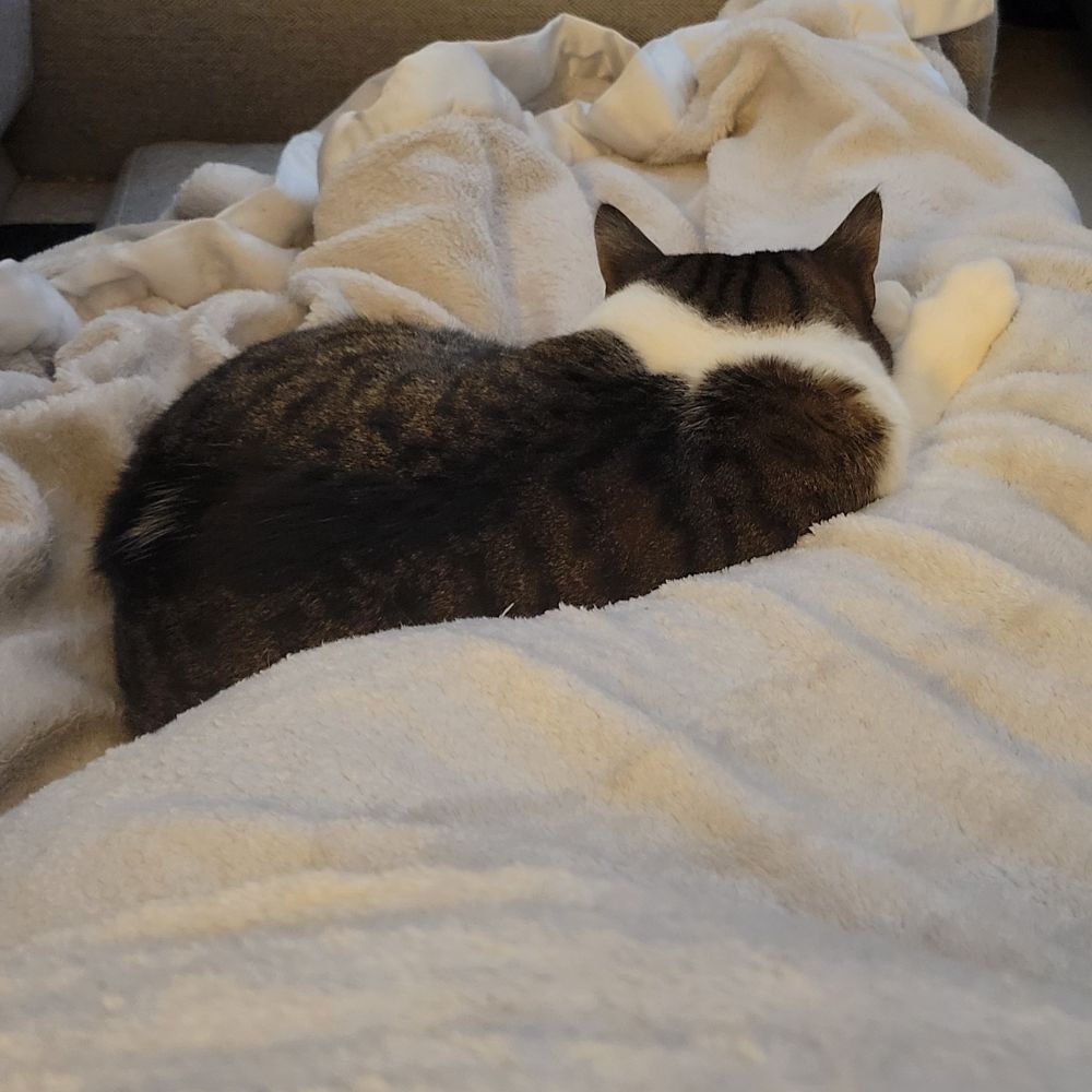 A tabby and white cat is sleeping on top of a white blanket, however his back is the the camera so his face is not seen. He is formed to the legs that are underneath the blanket. 