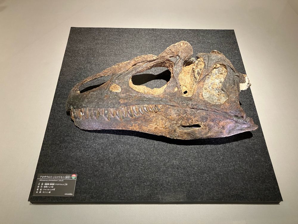 福井県立恐竜博物館の特別展「バッドランドの恐竜たち」で展示されたアロサウルス・ジムマドセニの頭骨。