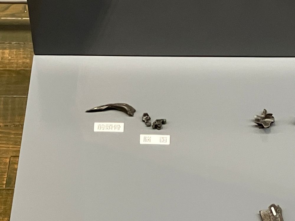 ティラノミムスの前頭骨と脳函。福井県立恐竜博物館所蔵。