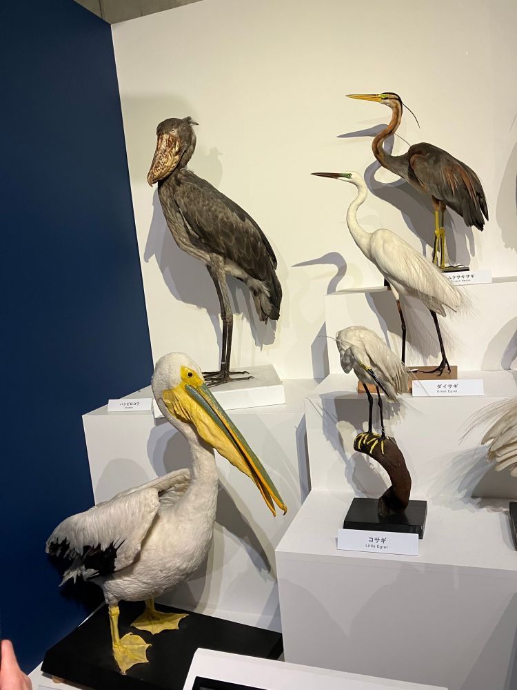 ペリカン目の鳥たち