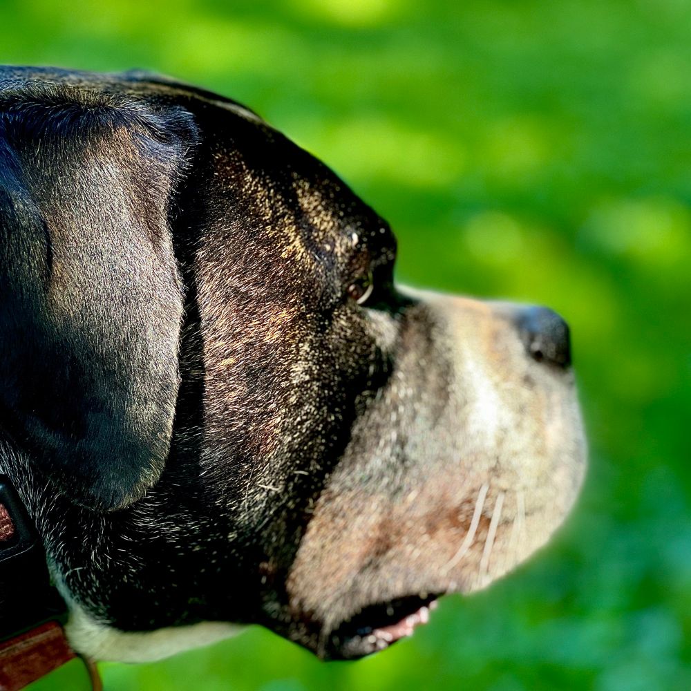 Photo profile of Maxwell my boxer bully mix. 