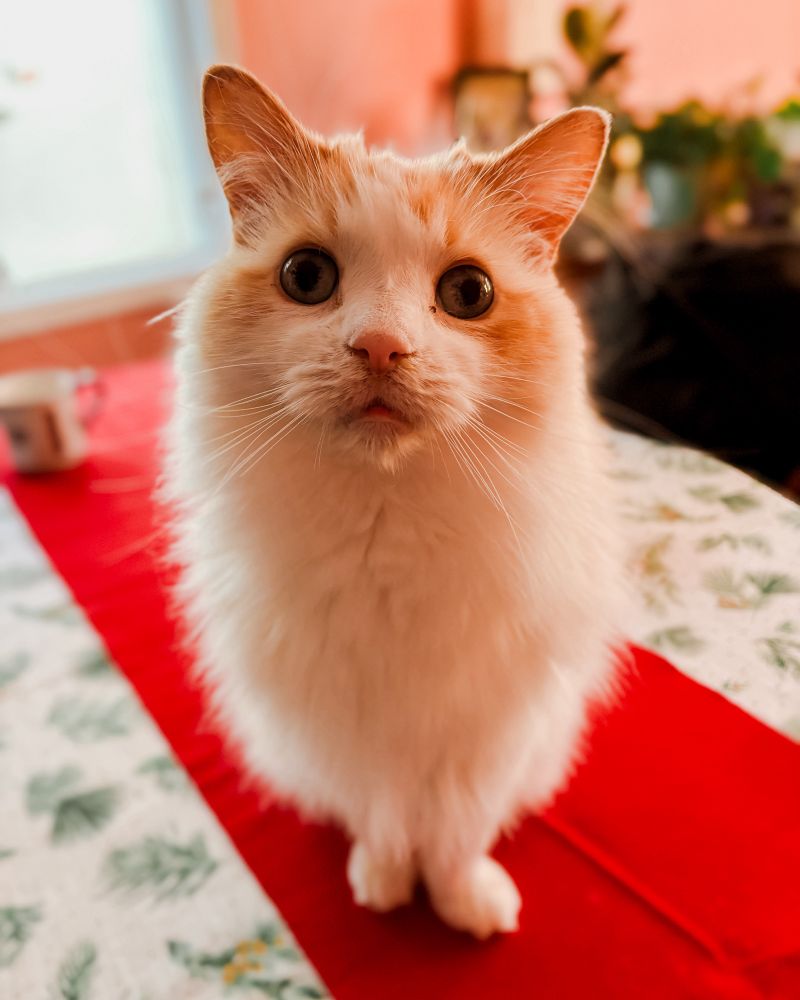 A close up portrait of Kristoff, a flame point ragdoll cat. He is orange and white with blue eyes. The camera is angled down so his face is emphasized and he is sitting on a table with  wintery tablecloth and a red runner. 