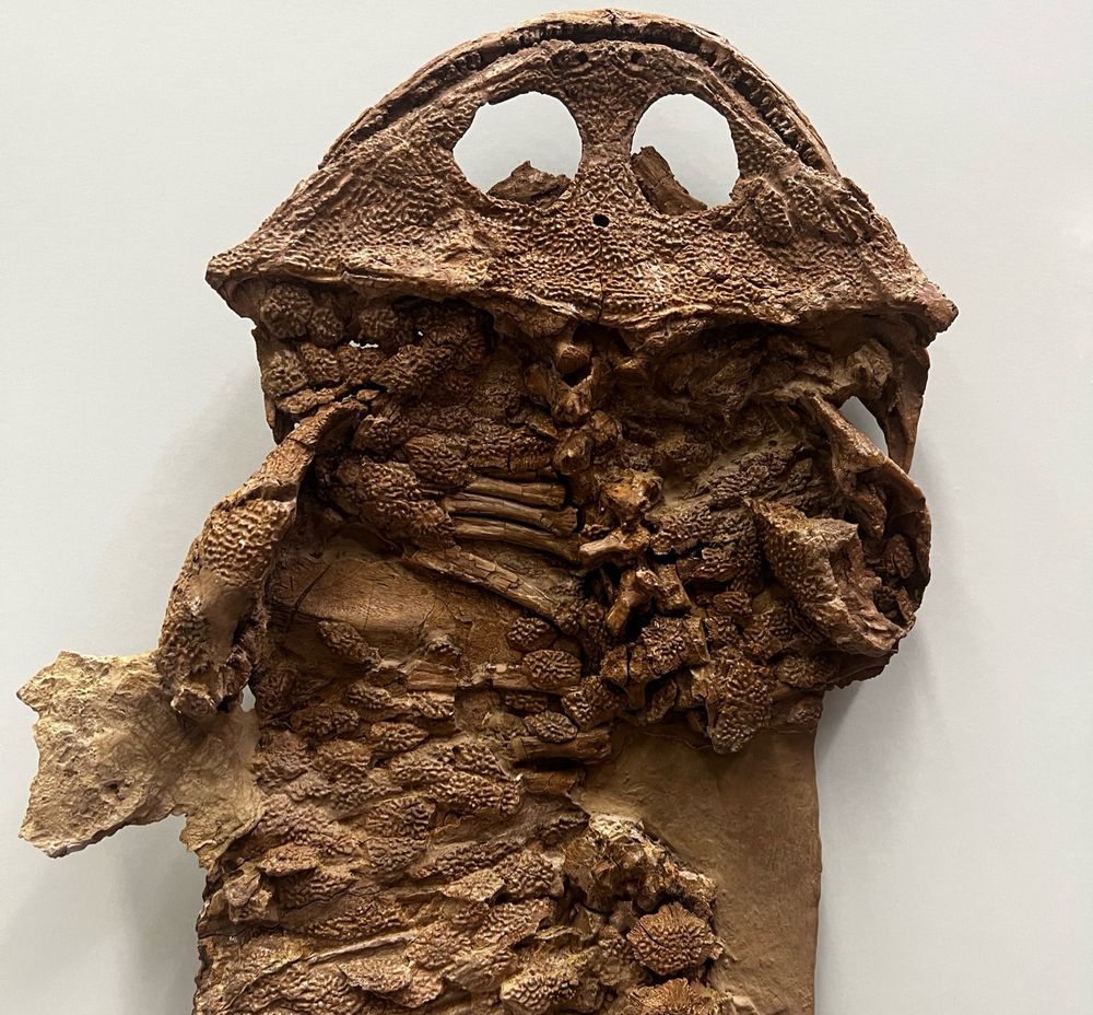 Fossil including head, chest, and forelimbs of a temnospondyl. White background. Skull ornaments include ridges and consistent bumps.
