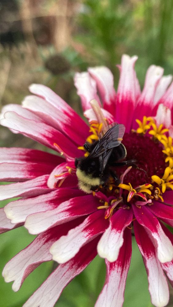 Another one of my zinnias hosting a yellow faced bumble bee 