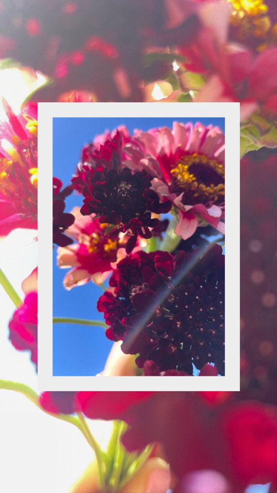 ‘whirligig’ zinnia
‘sparky vino’ scabiosa