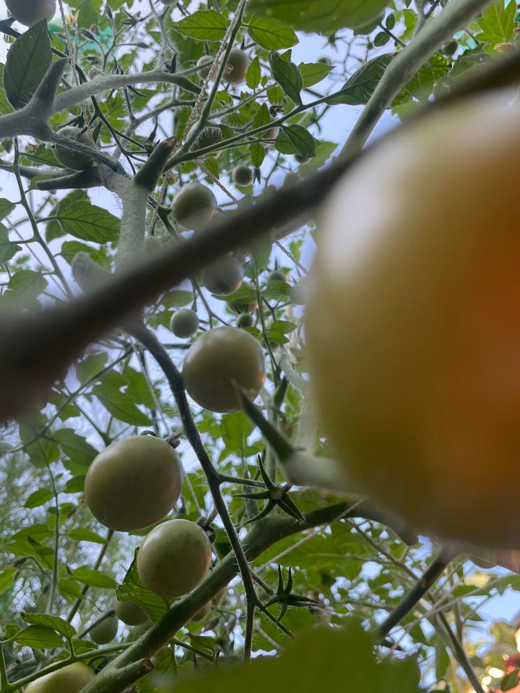 A photo taken from inside a cherry tomato plant, looking up towards the clear blue sky. The view shows green unripe tomato, tangles of leaves and tomato vines, making the viewer feel like a small bug in a nightshade forest. Grown in an urban garden in Portland Oregon.