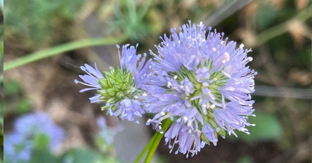Globe Gilia, a native plant to the west coast / pacific coast. Also known as Blue Head or Blue Field Gilia. It looks like a blue poof, often with multiple flower heads. Shown in this picture is a globe gilia starting to flower in Portland Oregon, zone 8b / zone 9a. Native pollinator favorite