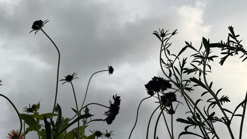 More spooky looking scabiosa flowers and buds - they are reaching upwards toward a gloomy overcast sky. 