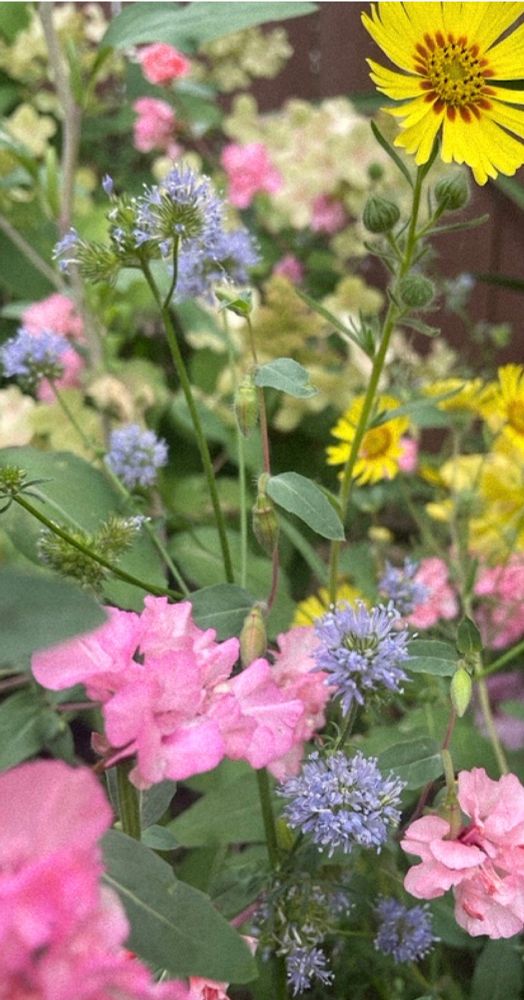 A photo of a native flower patch, pink Diamond clarkias, globe gilia, and common madia. From an urban garden in Portland Oregon, zone 8b / zone 9a.