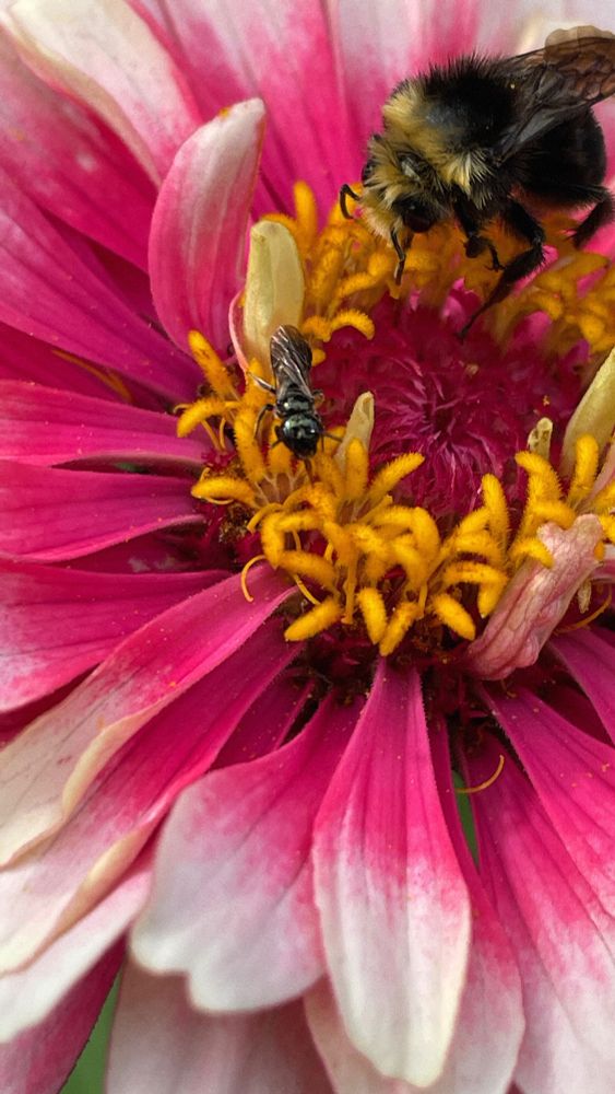 One of my zinnias with a bumble bee and a very small native bumble (unknown)