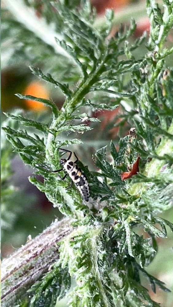A larger, more developed ladybug larva with its classic black, white and yellow pattern. Climbing all over the native yarrow. 