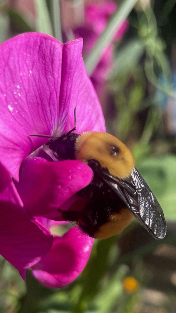 A Nevada bumble bee (Bombus nevadensis) feeding on an heirloom sweet pea flower. Found in an urban garden in Portland, Oregon. This native bee is extremely adorable, large, fuzzy, stylish with a black dot on its yellow thorax.