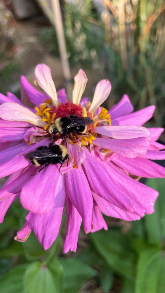 Two bumble bees napping on a pink zinnia.