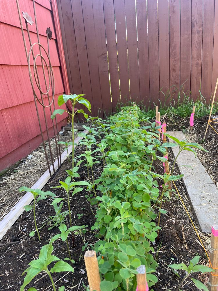 2024 beginning of June: comparing the sunflower growth, you can make out more seedlings because the crimson clover is in a neat row in the bed (as opposed to covering completely).