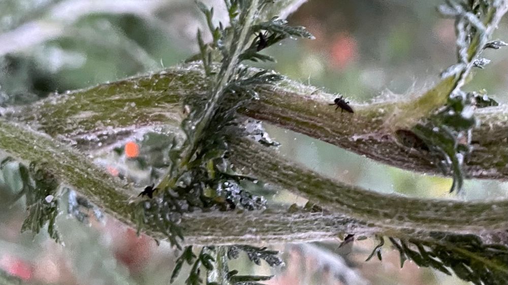 A close up photo showing a yarrow stem with a lady beetle larva - the larva is “1st instar”, maybe a day or two old at most. It is so small, about the size of an aphid - which they eat - and all black. As it grows it will get color.