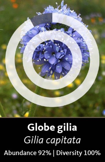 A diagram created by Oregon State Extension office, from the following website: https://extension.oregonstate.edu/catalog/pub/em-9363-native-plant-picks-bees


Globe Gilia, a native plant to Oregon and the west coast, supports a huge diversity of bees!