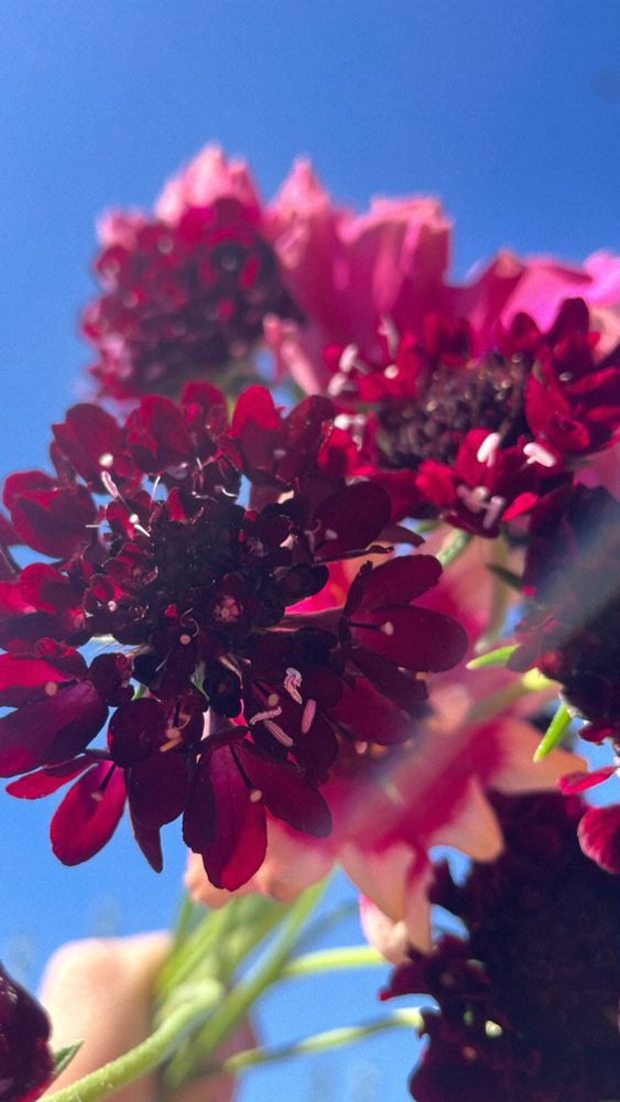 Scabiosa, or pincushion flower. ‘Sparky vino’ is a new cultivar and claims to be the darkest color yet. Nearly black, but when held in the direct sunlight, as shown in this photo, it’s a deep red wine color. Grown from seed from the Frank Morton at Wild Garden Seed. I started these plants indoors in March, before transplanting in my urban garden in Portland Oregon. Zone 8/9.