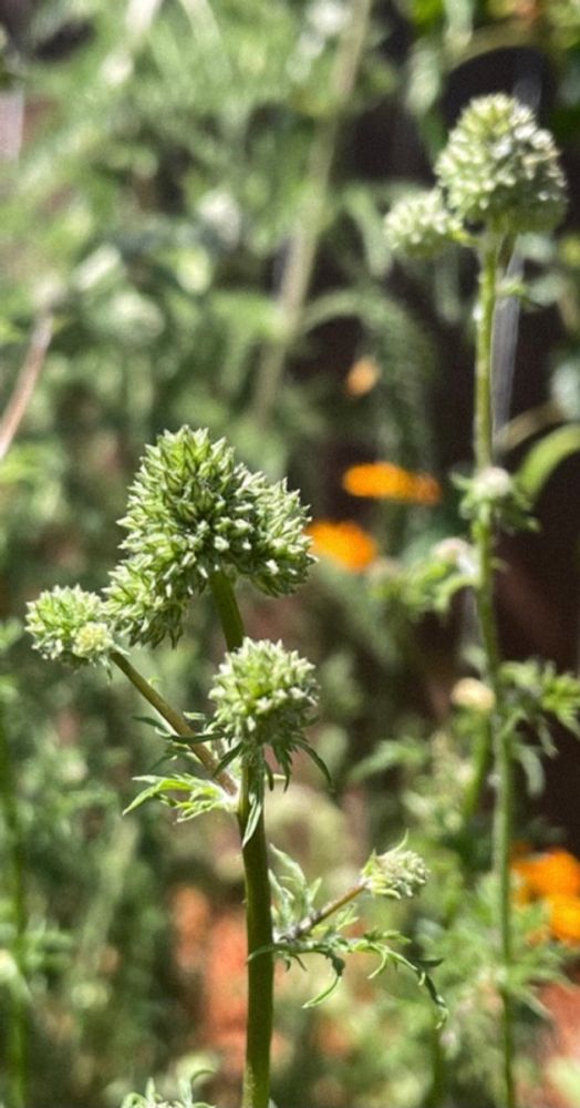 A photo of the native plant, Globe Gilia before it blooms. Like spikey green balls, soon to turn into blue poofs. Native the west coast, grown in Portland Oregon. A native bee favorite.