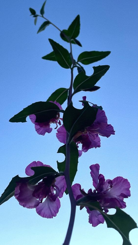 Clarkia unguiculata, or Mountain Garland Clarkia or Diamond Clarkia - a native plant that flowers in early summer. Perfect cutouts in the leafs of the flower indicate a leaf cutter bee came by. Grown in Portland Oregon, in an urban garden, zone 8/9.