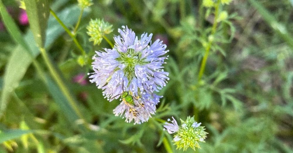 A picture of a native metallic green sweat bee on a the native globe gilia flower. Located in an urban garden in Portland Oregon.