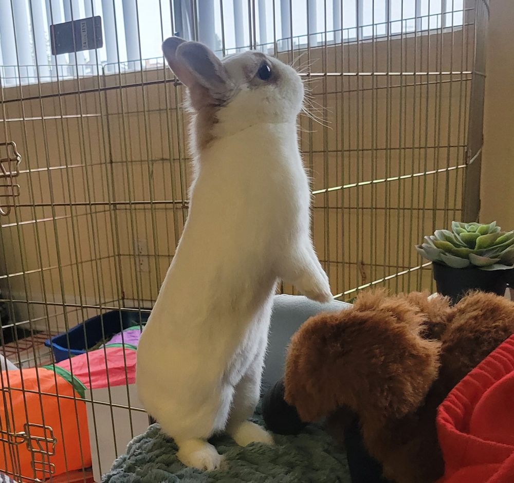 LJ periscoping looking cute