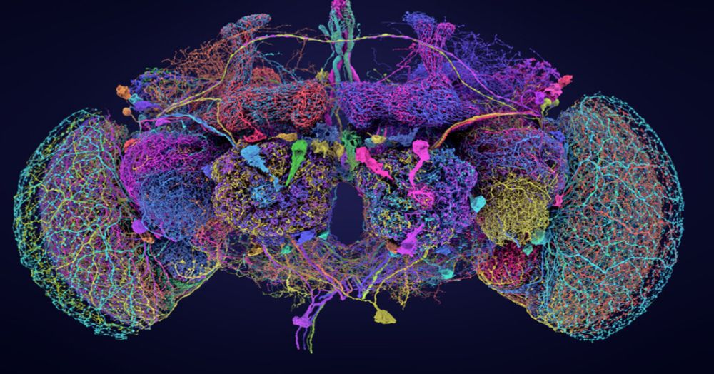 After a Decade, Scientists Unveil Fly Brain in Stunning Detail