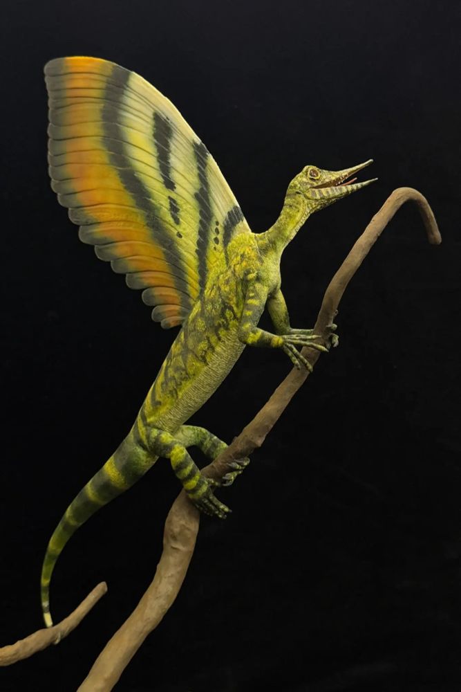 A 247-million-year-old reptile with a bizarre feather-like crest. Art by Tobias Wilhelm/State Museum of Natural History Stuttgart