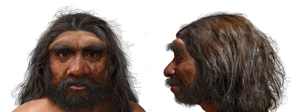 Artist's reconstruction of the Harbin skull Denisovan. Image by Chuang Zhao
