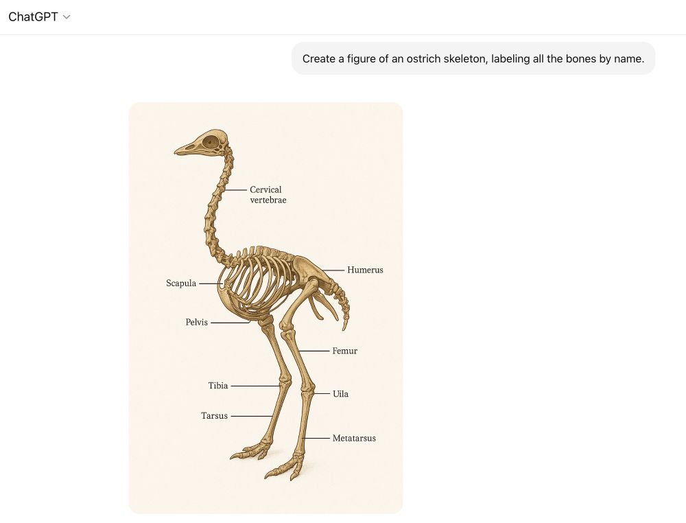 Grade F level diagram of an ostrich skeleton. The pelvis is labelled as a humerus, and sternum appears to be labeled as the pelvis.
