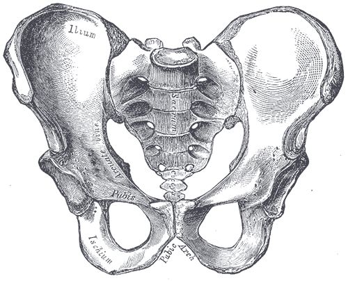 An engraving of the pelvis from Gray’s Anatomy. 