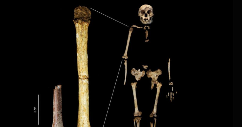 Scientists Find Arm Bone of Ancient ‘Hobbit’ Human