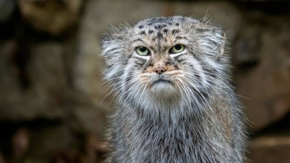 A sullen looking Palas Cat with black, white, grey & tan markings looks on with an expression dissapointment - possible disgust.
