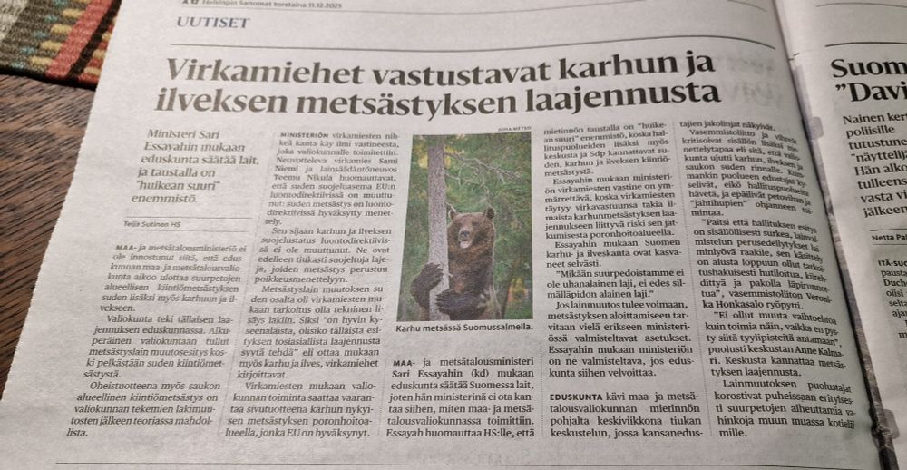 Maa- ja metsätalousministeriö ei ole innostunut siitä, että eduskunnan maa- ja metsätalousvaliokunta aikoo ulottaa suurpetojen alueellisen kiintiömetsästyksen suden lisäksi myös karhuun ja ilvekseen.

Valiokunta teki tällaisen laajennuksen eduskunnassa. Alkuperäinen valiokuntaan tullut metsästyslain muutosesitys koski pelkästään suden kiintiömetsästystä

Oheistuotteena myös saukon alueellinen kiintiömetsästys on valiokunnan tekemien lakimuutosten jälkeen teoriassa mahdollista.

Ministeriön virkamiesten nihkeä kanta käy ilmi vastineesta, joka valiokunnalle toimitettiin. Neuvotteleva virkamies Sami Niemi ja lainsäädäntöneuvos Teemu Nikula huomauttavat, että suden suojeluasema EU:n luontodirektiivissä on muuttunut: suden metsästys on luontodirektiivissä hyväksytty menettely.

Sen sijaan karhun ja ilveksen suojelustatus luontodirektiivissä ei ole muuttunut. Ne ovat edelleen tiukasti suojeltuja lajeja, joiden metsästys perustuu poikkeusmenettelyyn.

Metsästyslain muutoksen suden osalta oli virkamiesten mukaan tarkoitus olla tekninen lisäys lakiin. Siksi ”on hyvin kyseenalaista, olisiko tällaista esityksen tosiasiallista laajennusta syytä tehdä” eli ottaa mukaan myös karhu ja ilves, virkamiehet kirjoittavat.

Virkamiesten mukaan valiokunnan toiminta saattaa vaarantaa sivutuotteena karhun nykyisen metsästyksen poronhoitoalueella, jonka EU on hyväksynyt.

Eduskunta kävi maa- ja metsätalousvaliokunnan mietinnön pohjalta keskiviikkona tiukan keskustelun, jossa kansanedustajien jakolinjat näkyivät.

Vasemmistoliitto ja vihreät kritisoivat sisällön lisäksi menettelytapaa eli sitä, että valiokunta ujutti karhun, ilveksen ja saukon suden rinnalle. Kummankin puolueen edustajat kyselivät, eikö hallituspuolueita hävetä, ja epäilivät petovihan ja ”jahtihupien” ohjanneen toimintaa.