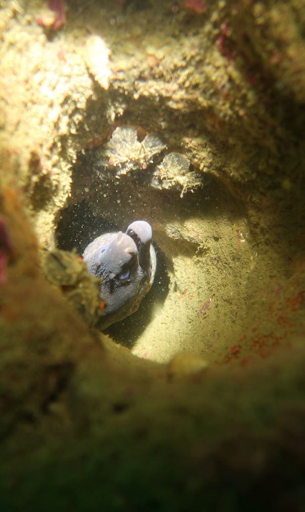 A Mediterranean Moray Eel in a hole in a reef with 3 Slipper Lobsters around the edge of the hole.