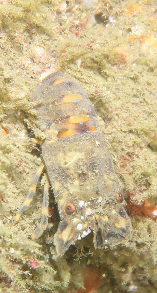 A slipper or locust lobster on a reef 
