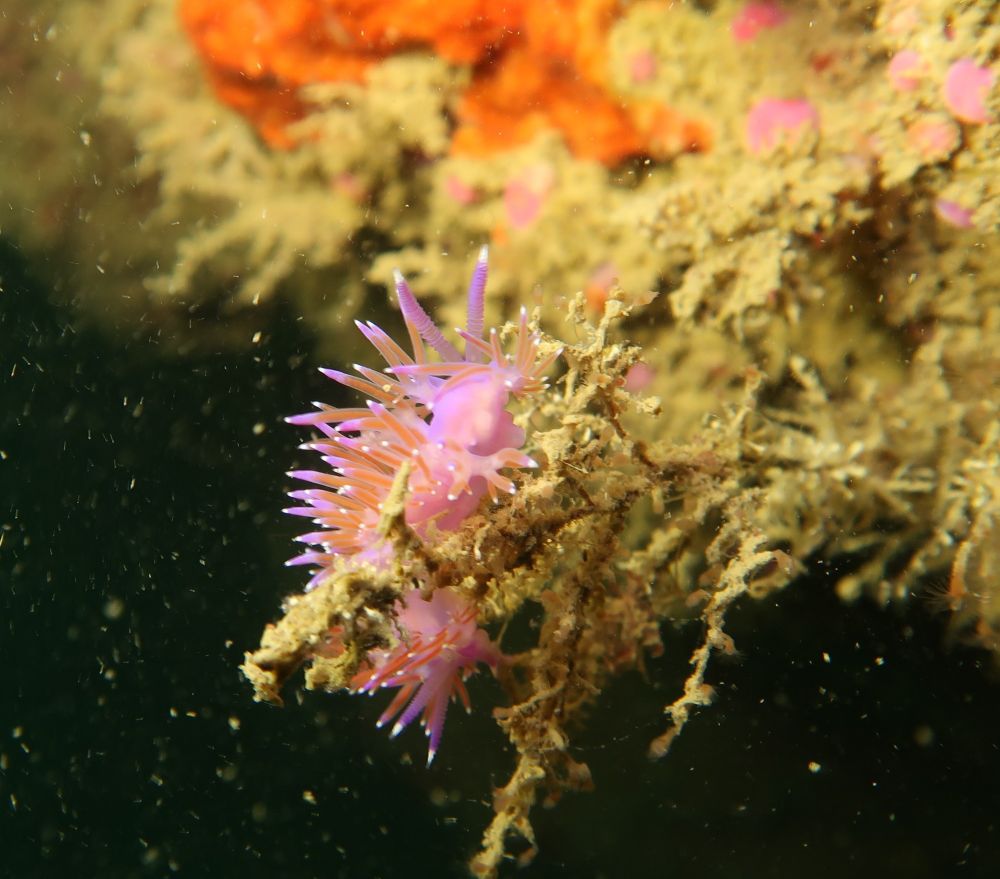 A  (violet, orange and white) Flabellina Affinis Nudibranch on a brown coral.
