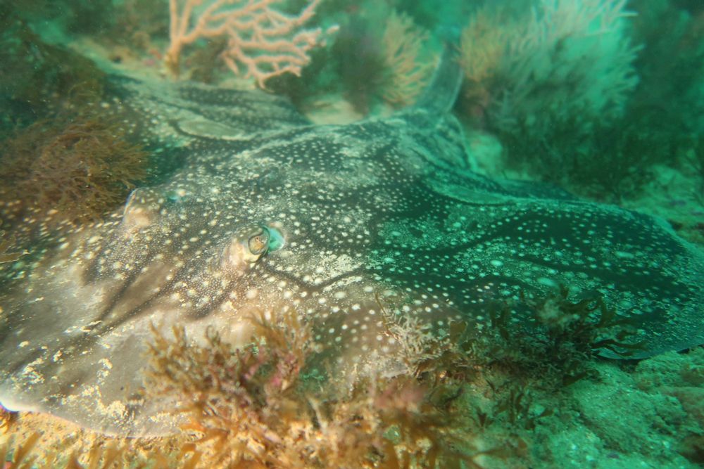Slight profile of an Undulate Ray on the sea bed.