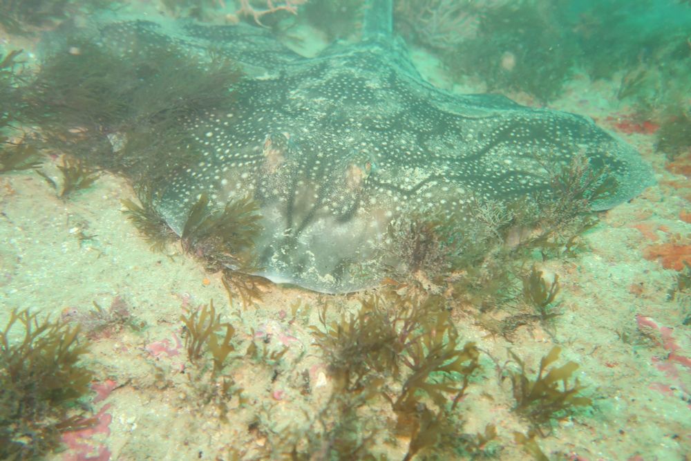An Undulate Ray on the sea bed facing the camera