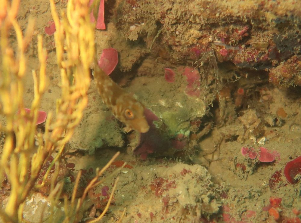 Small puffer fish next to a Gorgonian in front of a reef