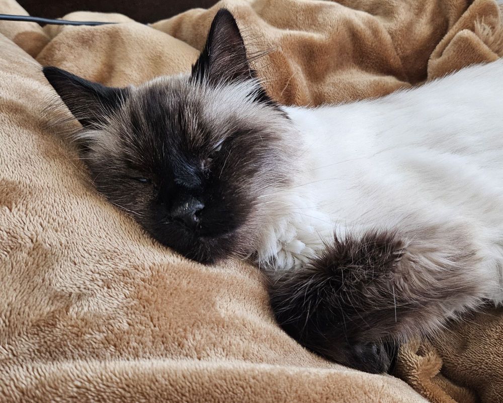 A fuzzy Himalayan cat sleeping peacefully on a brown blanket.